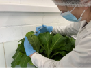 Photo1_Plant-Scientist-Infiltrating-Leaves-with-Agrobacterium-During-RI-768x577.jpg