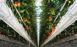 Cultivation-Gutter-system-Tomato-2.jpg