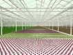 600px-Greenhouse--Luca-Locatelli.jpg